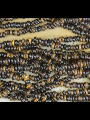 20 fils de graines naturelles ("kekeore")