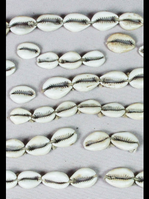 80 perles cauris anciennes