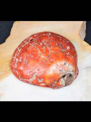 Perle coquillage antique