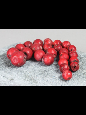24 perles anciennes en verre imitation corail rouge